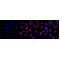 LifeSab™ ADH1A Rabbit mAb (20 μl)