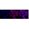 LifeSab™ ADORA1 Rabbit mAb (20 μl)