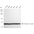 LifeSab™ ADORA1 Rabbit mAb (20 μl)