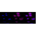 LifeSab™ AGTR2 Rabbit mAb (20 μl)