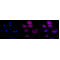 LifeSab™ AGTR2 Rabbit mAb (20 μl)