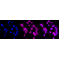 LifeSab™ ATG7 Rabbit mAb (20 μl)