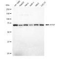 LifeSab™ ATG7 Rabbit mAb (20 μl)