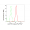 LifeSab™ ALDH7A1 Rabbit mAb (20 μl)