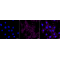 LifeSab™ CTNNB Rabbit mAb (20 μl)