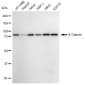 LifeSab™ CTNNB Rabbit mAb (20 μl)