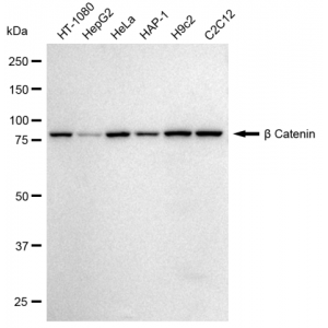 LifeSab™ CTNNB Rabbit mAb (20 μl)