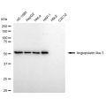 LifeSab™ ANGPTL3 Rabbit mAb (20 μl)