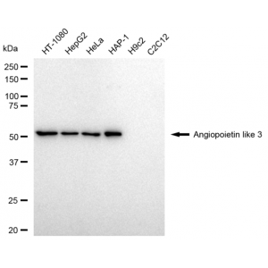 LifeSab™ ANGPTL3 Rabbit mAb (20 μl)