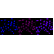 LifeSab™ ATF1 Rabbit mAb (20 μl)