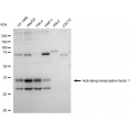 LifeSab™ ATF1 Rabbit mAb (20 μl)