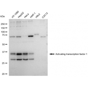 LifeSab™ ATF1 Rabbit mAb (20 μl)