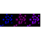 LifeSab™ CK2A1 Rabbit mAb (20 μl)