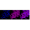 LifeSab™ ATG3 Rabbit mAb (20 μl)