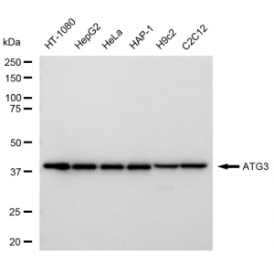 LifeSab™ ATG3 Rabbit mAb (20 μl)