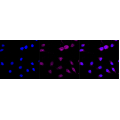 LifeSab™ ATOH1 Rabbit mAb (20 μl)