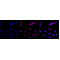 LifeSab™ ATOH1 Rabbit mAb (20 μl)