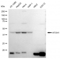 LifeSab™ ATOH1 Rabbit mAb (20 μl)