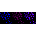 LifeSab™ ATP2A1 Rabbit mAb (20 μl)