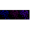 LifeSab™ ATP2A1 Rabbit mAb (20 μl)