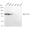 LifeSab™ ATP2A1 Rabbit mAb (20 μl)