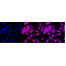 LifeSab™ BAG2 Rabbit mAb (20 μl)