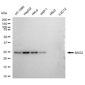 LifeSab™ BAG2 Rabbit mAb (20 μl)