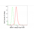 LifeSab™ BRAT1 Rabbit mAb (20 μl)