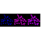 LifeSab™ BRAT1 Rabbit mAb (20 μl)