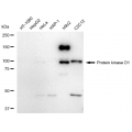 LifeSab™ Phospho-Vimentin (S39) Rabbit mAb (20 μl)