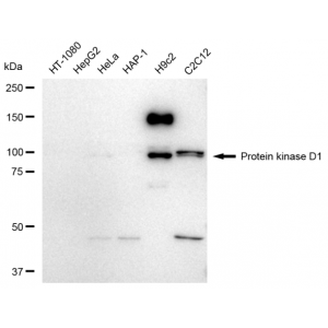 LifeSab™ Phospho-Vimentin (S39) Rabbit mAb (20 μl)