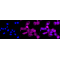 LifeSab™ CABP1 Rabbit mAb (20 μl)