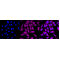 LifeSab™ CaMKII Rabbit mAb (20 μl)