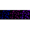 LifeSab™ Histone H3 (di methyl K4) Rabbit mAb (20 μl)