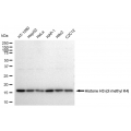 LifeSab™ Histone H3 (di methyl K4) Rabbit mAb (20 μl)