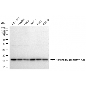 LifeSab™ Histone H3 (di methyl K4) Rabbit mAb (20 μl)