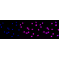 LifeSab™ Histone H3 (mono methyl R17) Rabbit mAb (20 μl)