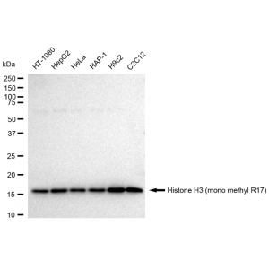 LifeSab™ Histone H3 (mono methyl R17) Rabbit mAb (20 μl)