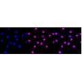 LifeSab™ Histone H3 (acetyl K14) Rabbit mAb (20 μl)