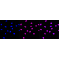 LifeSab™ Histone H3 (acetyl K14) Rabbit mAb (20 μl)