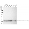 LifeSab™ Histone H3 (acetyl K14) Rabbit mAb (20 μl)