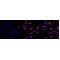 LifeSab™ Histone H3 (mono methyl K36) Rabbit mAb (20 μl)