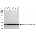 LifeSab™ Histone H3 (mono methyl K36) Rabbit mAb (20 μl)