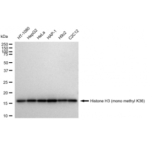 LifeSab™ Histone H3 (mono methyl K36) Rabbit mAb (20 μl)