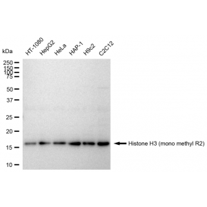 LifeSab™ Histone H3 (mono methyl R2) Rabbit mAb (20 μl)