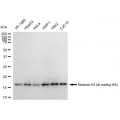 LifeSab™ Histone H3 (di methyl K9) Rabbit mAb (20 μl)