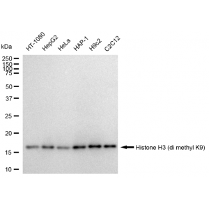 LifeSab™ Histone H3 (di methyl K9) Rabbit mAb (20 μl)