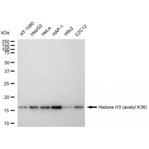 LifeSab™ Histone H3 (acetyl K36) Rabbit mAb (20 μl)