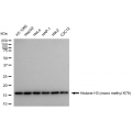 LifeSab™ Histone H3 (mono methyl K79) Rabbit mAb (20 μl)