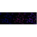 LifeSab™ Histone H3 (di methyl K79) Rabbit mAb (20 μl)